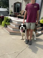 Summit (MN), a female Saint Bernard for sale in Kimball, MN – 3 of 6