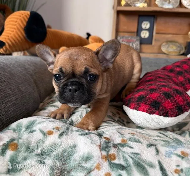 Cleopatra (MN) – French Bulldog puppy for sale in Kimball, MN