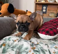 Cleopatra (MN), a female French Bulldog for sale in Kimball, MN – Photo 1 of 5