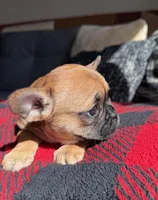 Cleopatra (MN), a female French Bulldog for sale in Kimball, MN – Photo 3 of 5