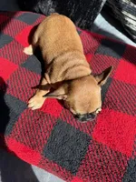 Cleopatra (MN), a female French Bulldog for sale in Kimball, MN – Photo 2 of 5