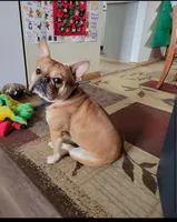 Cleopatra (MN), a female French Bulldog for sale in Kimball, MN – Photo 5 of 5