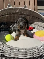 Sterling (MN), a female Miniature Dachshund for sale in Kimball, MN – 4 of 10