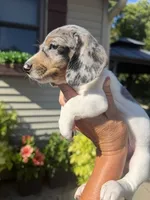 Felix, a male Miniature Dachshund for sale in Kimball, MN – 3 of 10