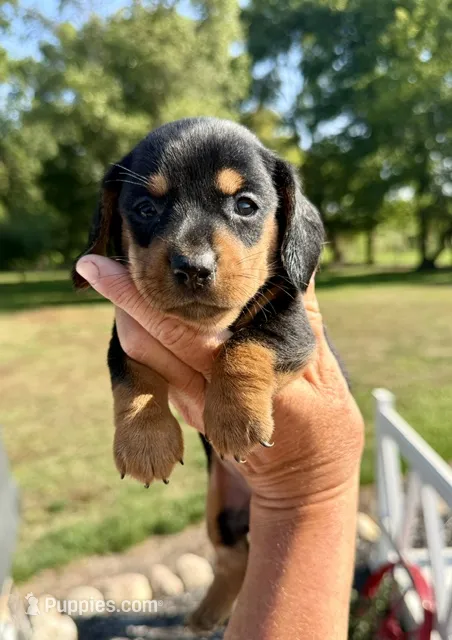 Bert (MN) – Miniature Dachshund puppy for sale in Kimball, MN