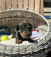 Finn (MN), a male Miniature Dachshund for sale in Kimball, MN – 4 of 6