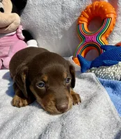 Freya (MN), a female Miniature Dachshund for sale in Kimball, MN – 3 of 8