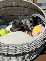Sterling (MN), a female Miniature Dachshund for sale in Kimball, MN – 9 of 10