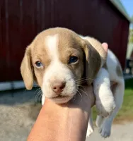 Sunny (MN), a male Miniature Dachshund for sale in Kimball, MN – 2 of 5