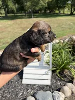Darby (MN), a female Miniature Dachshund for sale in Kimball, MN – 2 of 8