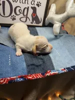 Flash (MN), a male Miniature Dachshund for sale in Kimball, MN – Photo 4 of 7