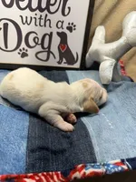 Flash (MN), a male Miniature Dachshund for sale in Kimball, MN – Photo 5 of 7