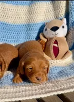 Marti (MN), a male Miniature Dachshund for sale in Kimball, MN – 1 of 6