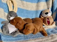 Marti (MN), a male Miniature Dachshund for sale in Kimball, MN – 4 of 6