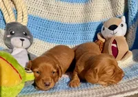 Marti (MN), a male Miniature Dachshund for sale in Kimball, MN – 3 of 6