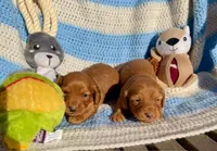 Marti (MN), a male Miniature Dachshund for sale in Kimball, MN – 2 of 6
