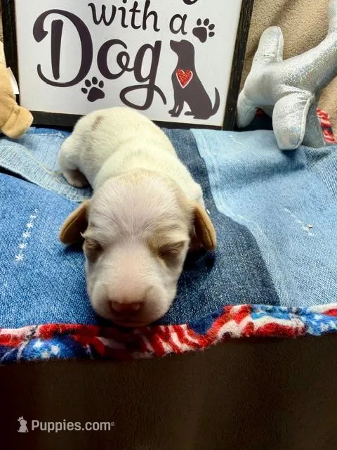 Flash (MN) – Miniature Dachshund puppy for sale in Kimball, MN