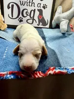 Flash (MN), a male Miniature Dachshund for sale in Kimball, MN – Photo 1 of 7