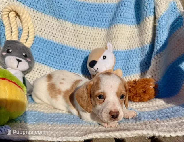 Flash (MN) – Miniature Dachshund puppy for sale in Kimball, MN