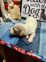 Flash (MN), a male Miniature Dachshund for sale in Kimball, MN – Photo 2 of 7