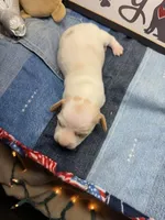 Flash (MN), a male Miniature Dachshund for sale in Kimball, MN – Photo 3 of 7