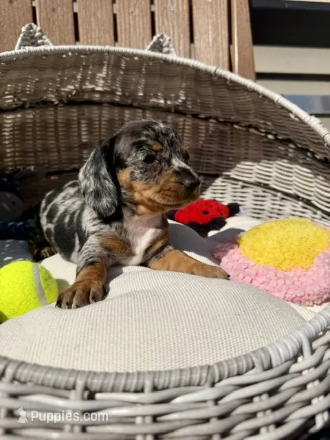 Sterling (MN) – Miniature Dachshund puppy for sale in Kimball, MN