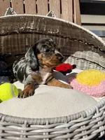 Sterling (MN), a female Miniature Dachshund for sale in Kimball, MN – 1 of 10