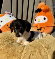 Wayne (Mn), a male Pembroke Welsh Corgi and Miniature Dachshund for sale in Kimball, MN – 7 of 9