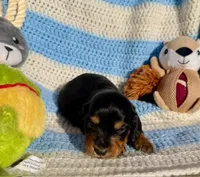 Reed (MN), a male Miniature Dachshund for sale in Kimball, MN – 4 of 4