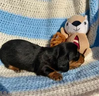 Reed (MN), a male Miniature Dachshund for sale in Kimball, MN – 3 of 4