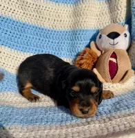 Reed (MN), a male Miniature Dachshund for sale in Kimball, MN – 2 of 4