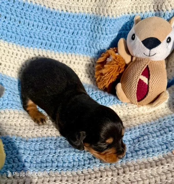 Reed (MN) – Miniature Dachshund puppy for sale in Kimball, MN