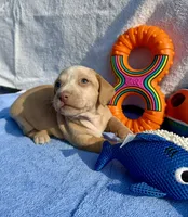 Stormy (MN), a male Miniature Dachshund for sale in Kimball, MN – 5 of 6