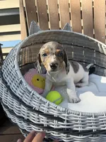 Felix, a male Miniature Dachshund for sale in Kimball, MN – 9 of 10
