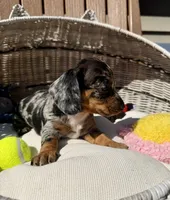 Sterling (MN), a female Miniature Dachshund for sale in Kimball, MN – 7 of 10