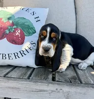 Casandra, a female Basset Hound for sale in Kimball, MN – 6 of 8