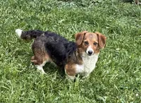 Willis (MN), a male Pembroke Welsh Corgi and Miniature Dachshund for sale in Kimball, MN – 7 of 8
