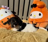 Wayne (Mn), a male Pembroke Welsh Corgi and Miniature Dachshund for sale in Kimball, MN – 2 of 9