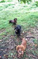 Reed  (MN), a male Miniature Dachshund for sale in Kimball, MN – 7 of 8