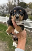 Willis (MN), a male Pembroke Welsh Corgi and Miniature Dachshund for sale in Kimball, MN – 1 of 8