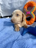 Stormy (MN), a male Miniature Dachshund for sale in Kimball, MN – 2 of 6
