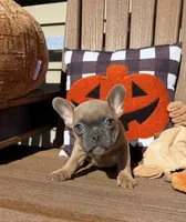 Jenny (MN), a female French Bulldog for sale in Kimball, MN – 2 of 6