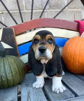Ralph (MN), a male Basset Hound for sale in Kimball, MN – 3 of 6
