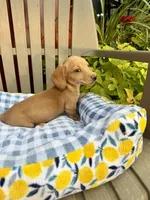 Angela(MN), a female Miniature Dachshund for sale in Kimball, MN – 2 of 4