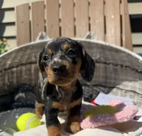 Stella (MN), a female Miniature Dachshund for sale in Kimball, MN – 2 of 7