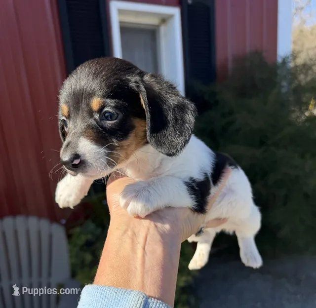 Wayne (Mn) – Pembroke Welsh Corgi, Miniature Dachshund puppy for sale in Kimball, MN