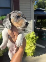 Felix, a male Miniature Dachshund for sale in Kimball, MN – 7 of 10