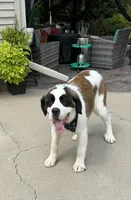 Summit (MN), a female Saint Bernard for sale in Kimball, MN – 6 of 6