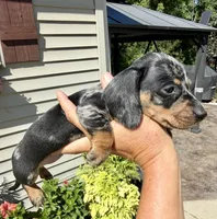 Finn (MN), a male Miniature Dachshund for sale in Kimball, MN – 6 of 6