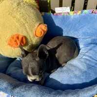 Ernie (MN), a male French Bulldog for sale in Kimball, MN – 5 of 10